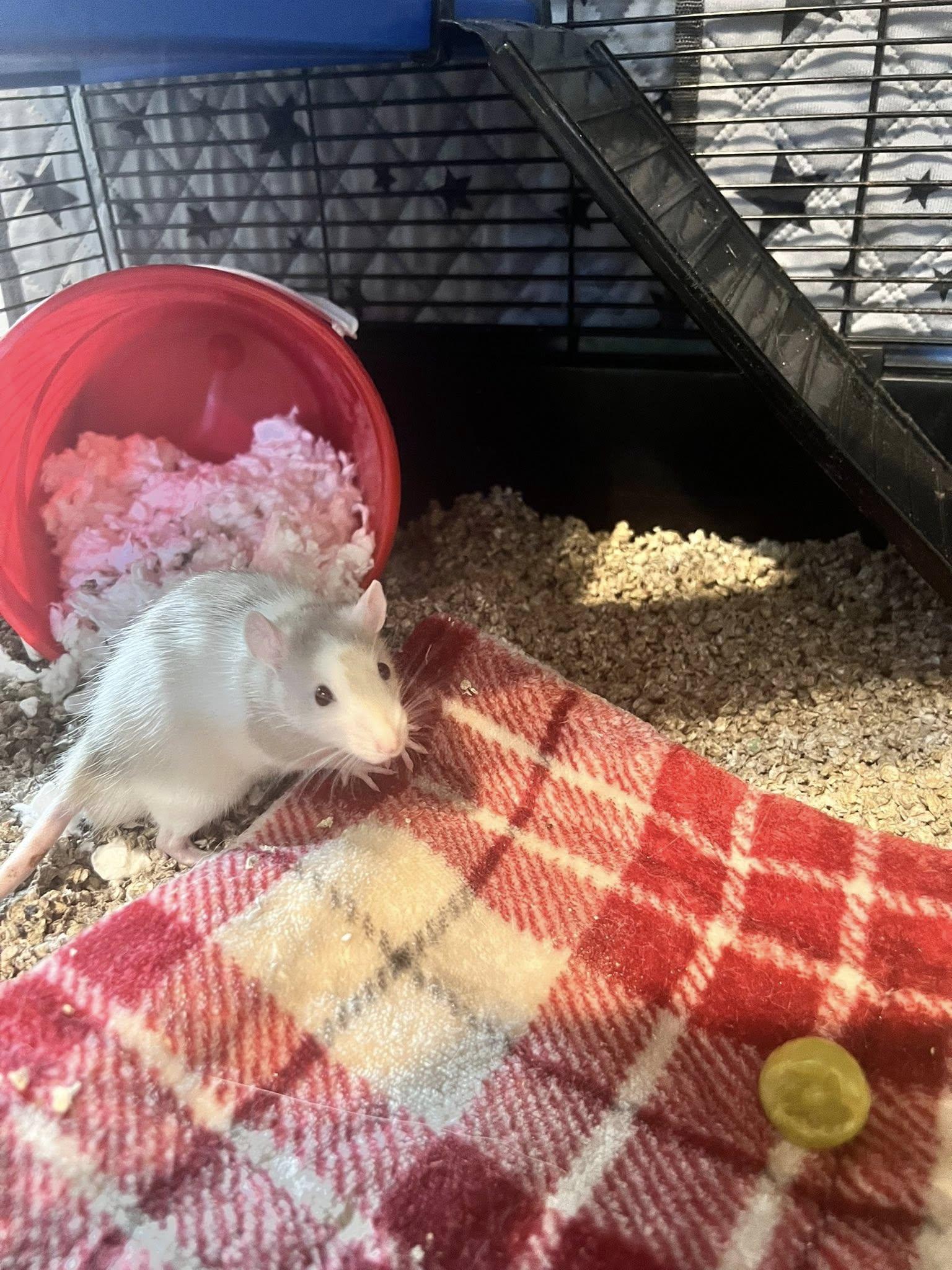 Enlarge Carlin, a Adopted Rat in Alvaton, KY image 2/2