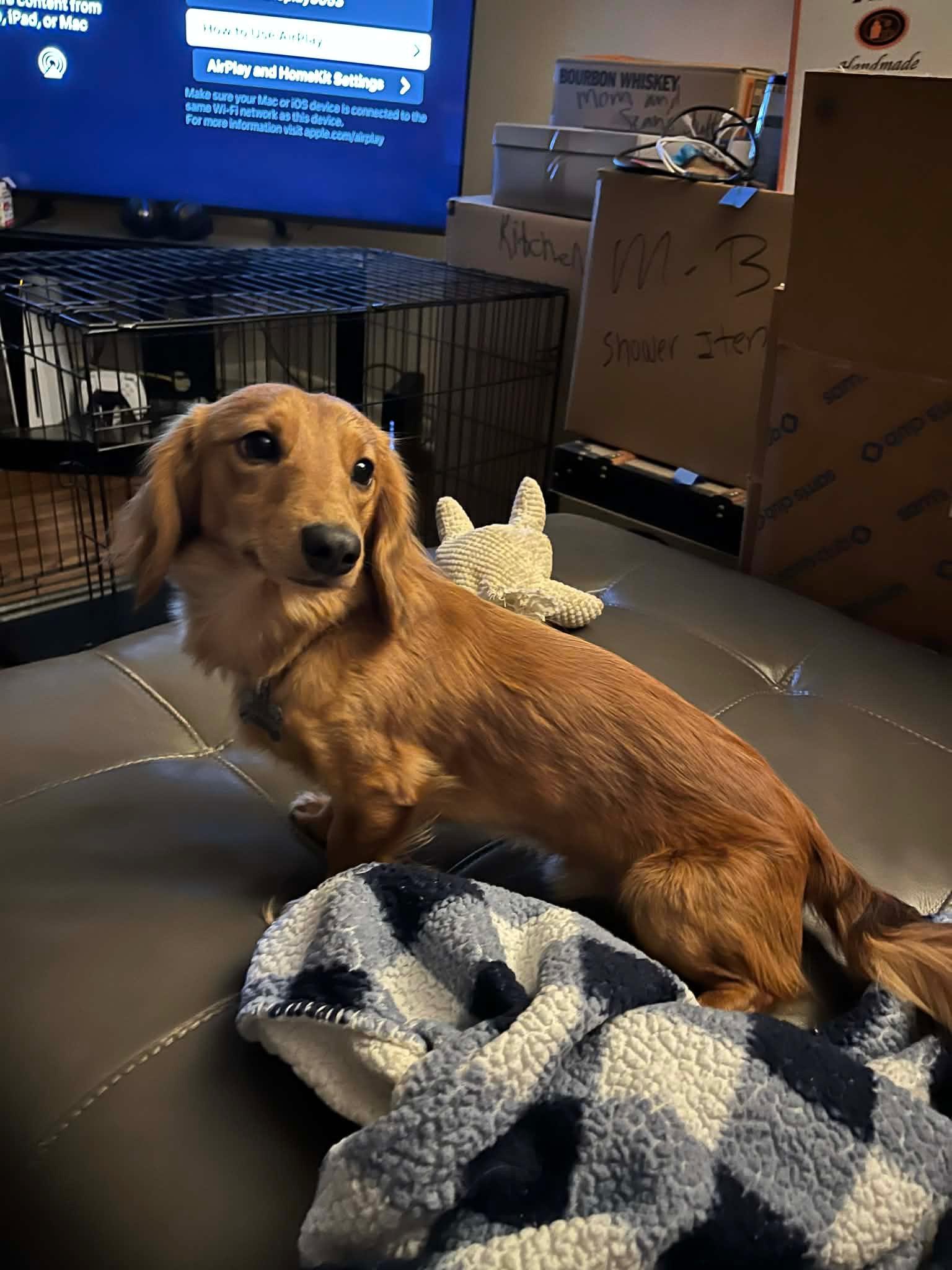 Enlarge Leo, an adopted Dachshund (Long Haired) in Chickasha, OK image 2/2