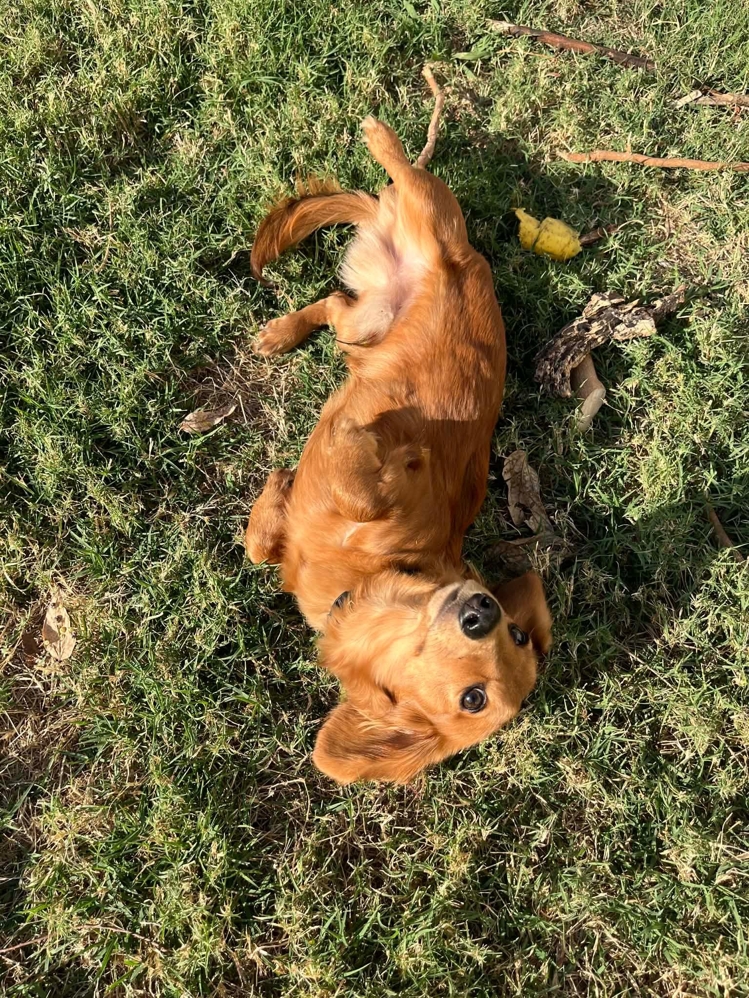 Leo, adopted, Adult Male Dachshund (Long Haired).