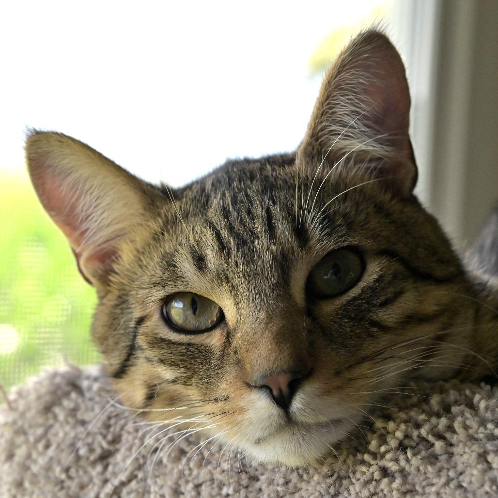 Partner, Adoptable, Adult Male Domestic Short Hair.