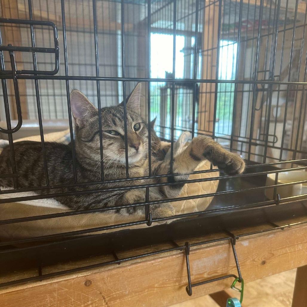 Enlarge Partner, a Adoptable Domestic Short Hair in Chilliwack, BC image 2/2