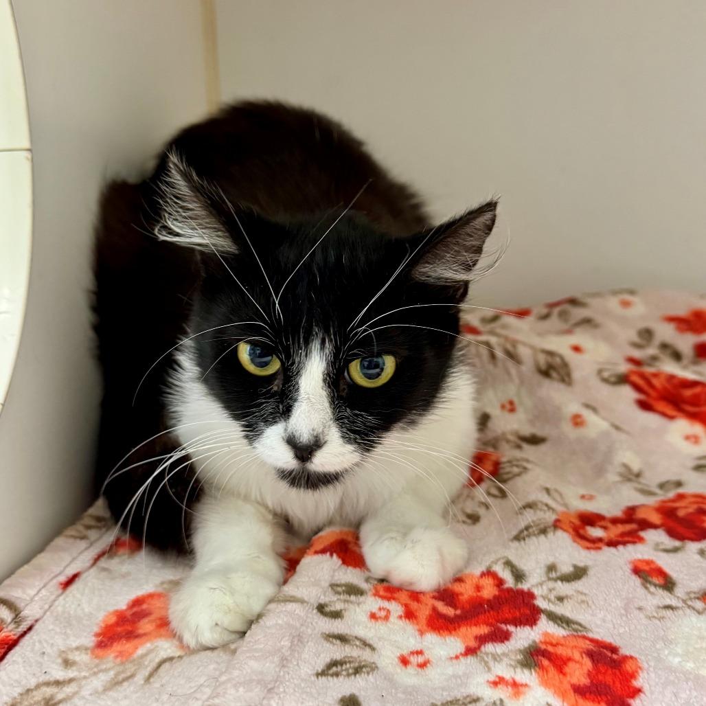Dixie, Adoptable, Young Female Domestic Long Hair.