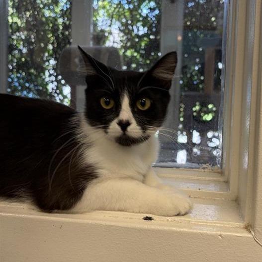 Dixie, a Adoptable Domestic Long Hair in Long Beach, CA image 2/4