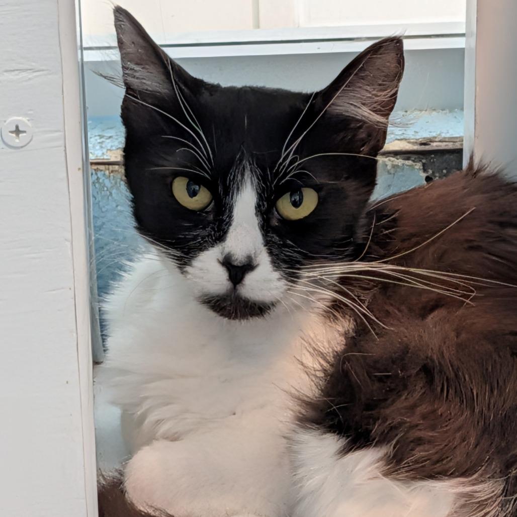 Dixie, a Adoptable Domestic Long Hair in Long Beach, CA image 3/4