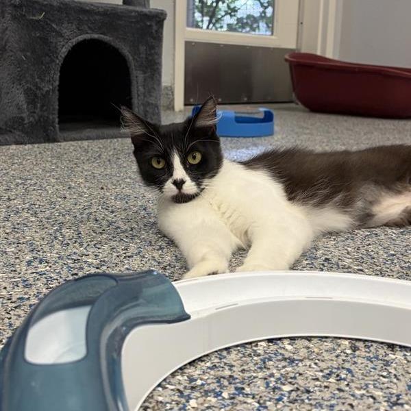 Dixie, a Adoptable Domestic Long Hair in Long Beach, CA image 4/4