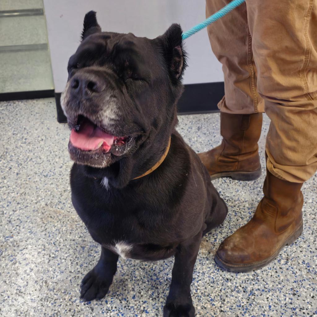 Kane, Adoptable, Senior Male Cane Corso.