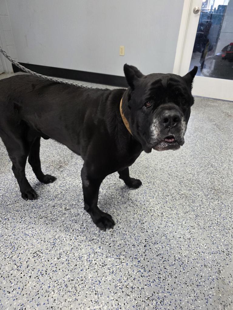 Kane, a Adoptable Cane Corso in Holbrook, AZ image 2/2