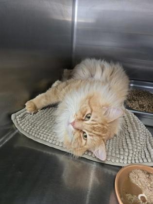 Neptune, adopted, Adult Male Domestic Long Hair.