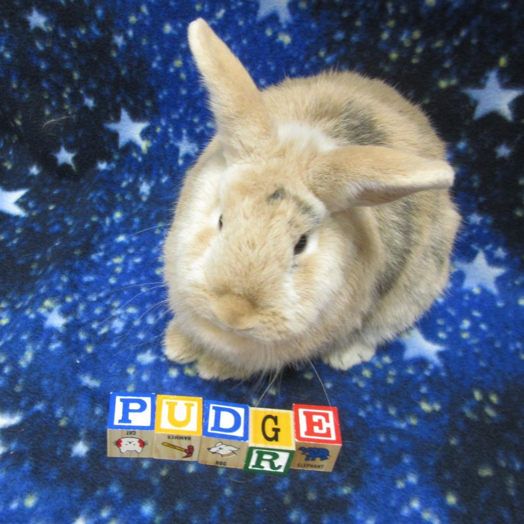 Pudge, a Adoptable Harlequin in Newport, PA image 1/6