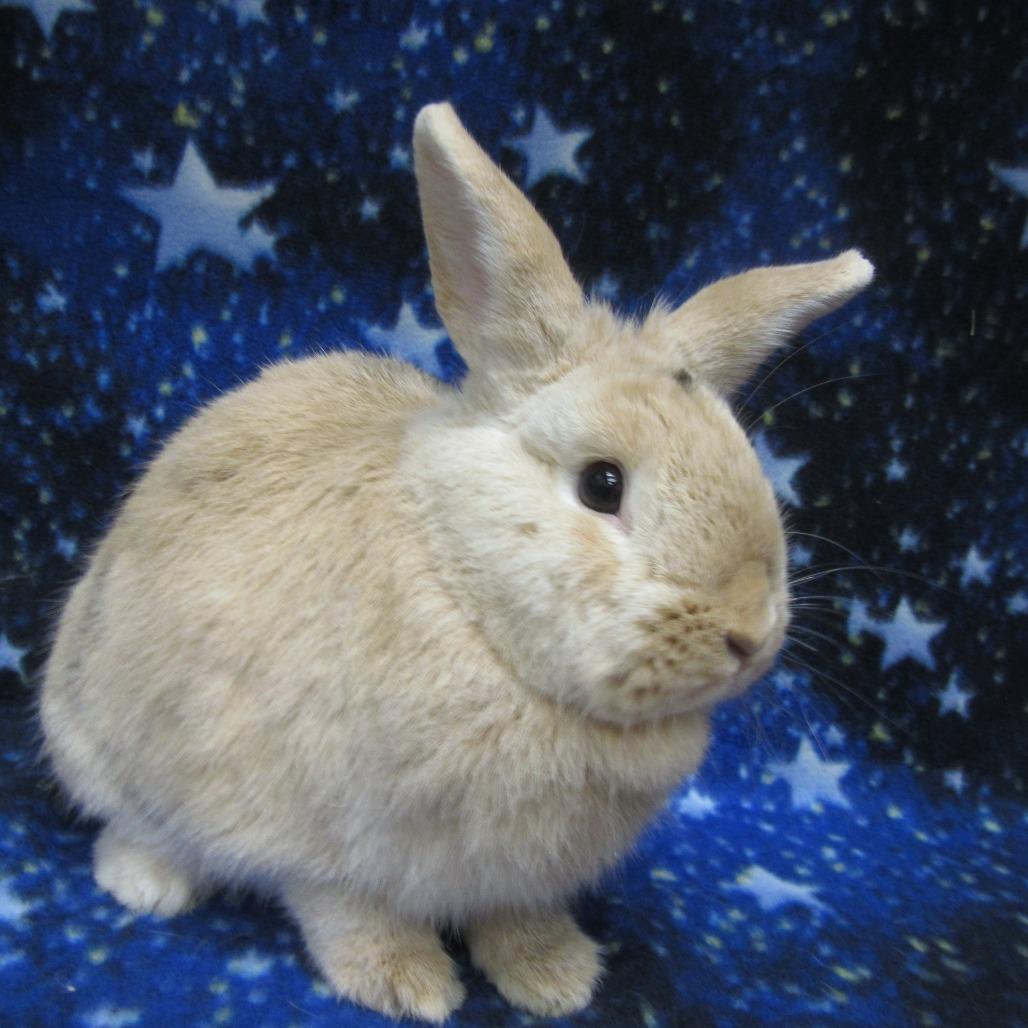 Pudge, a Adoptable Harlequin in Newport, PA image 2/6