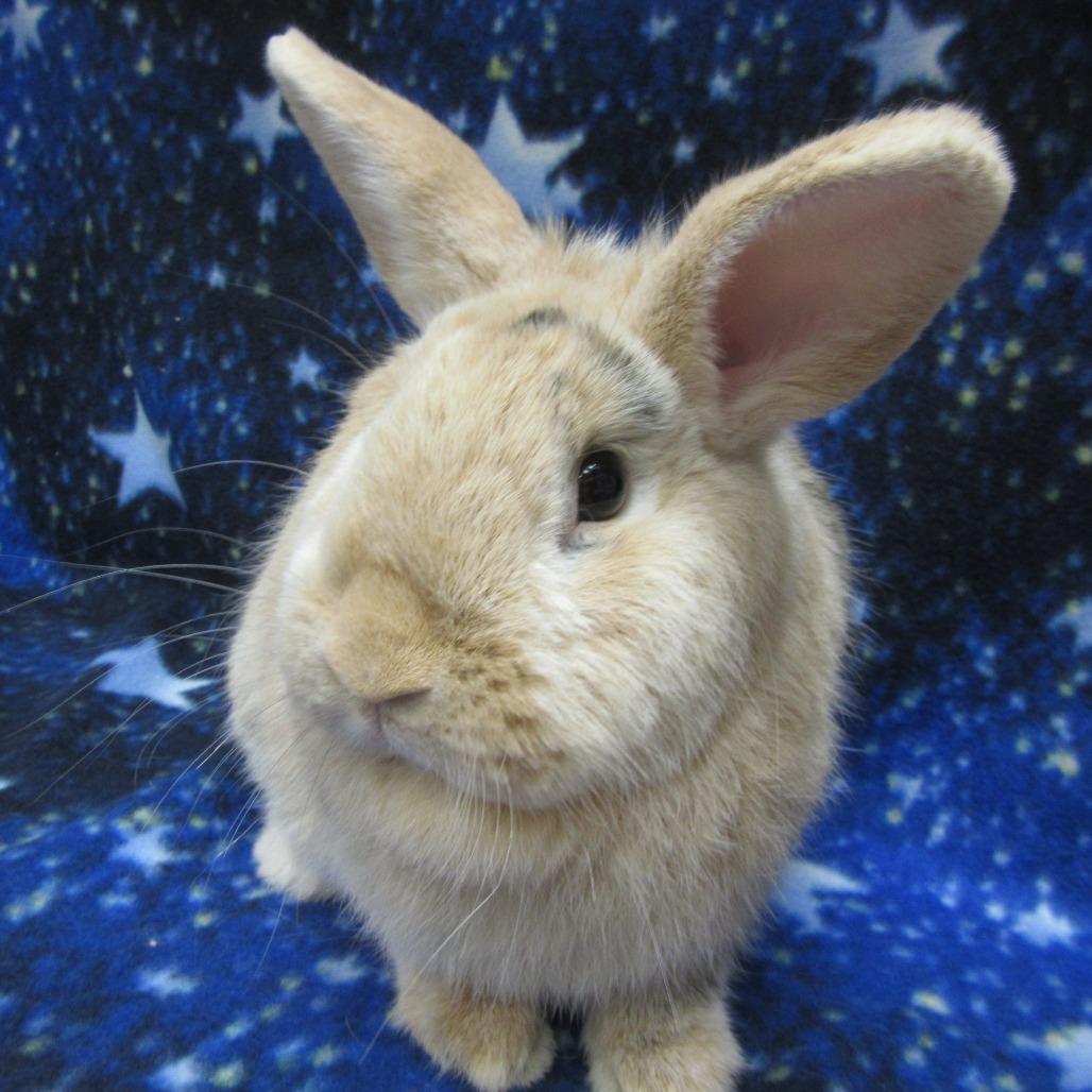 Pudge, a Adoptable Harlequin in Newport, PA image 3/6