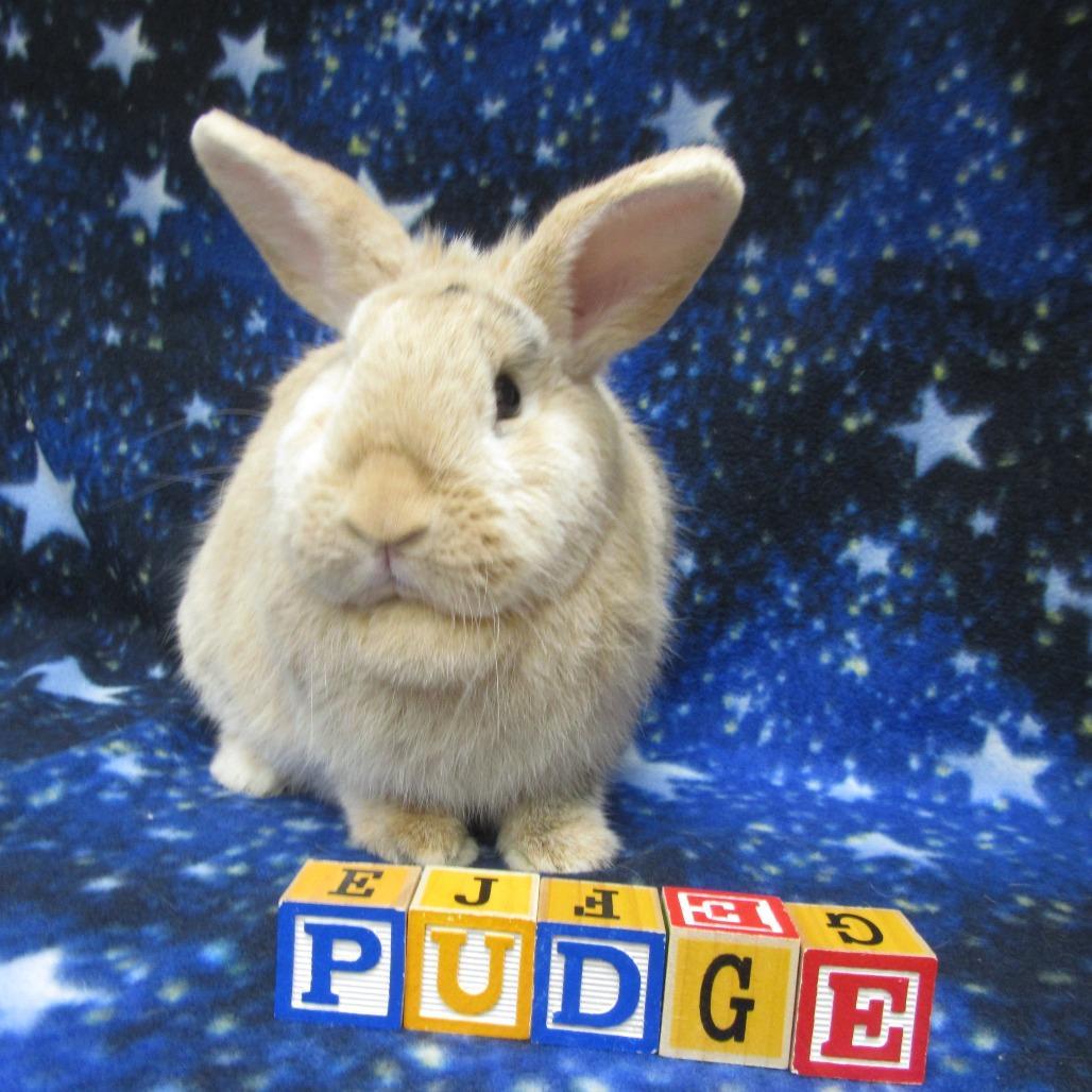Pudge, a Adoptable Harlequin in Newport, PA image 5/6