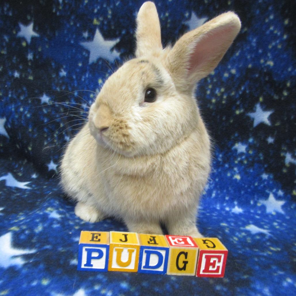 Pudge, a Adoptable Harlequin in Newport, PA image 6/6