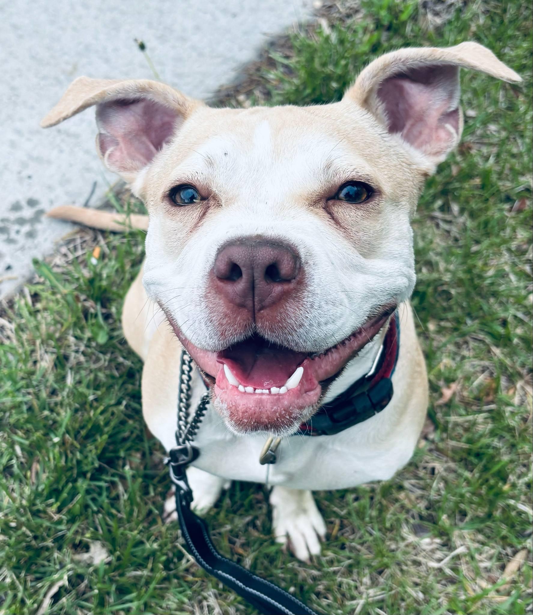 Emilia, Adoptable, Young Female American Staffordshire Terrier.