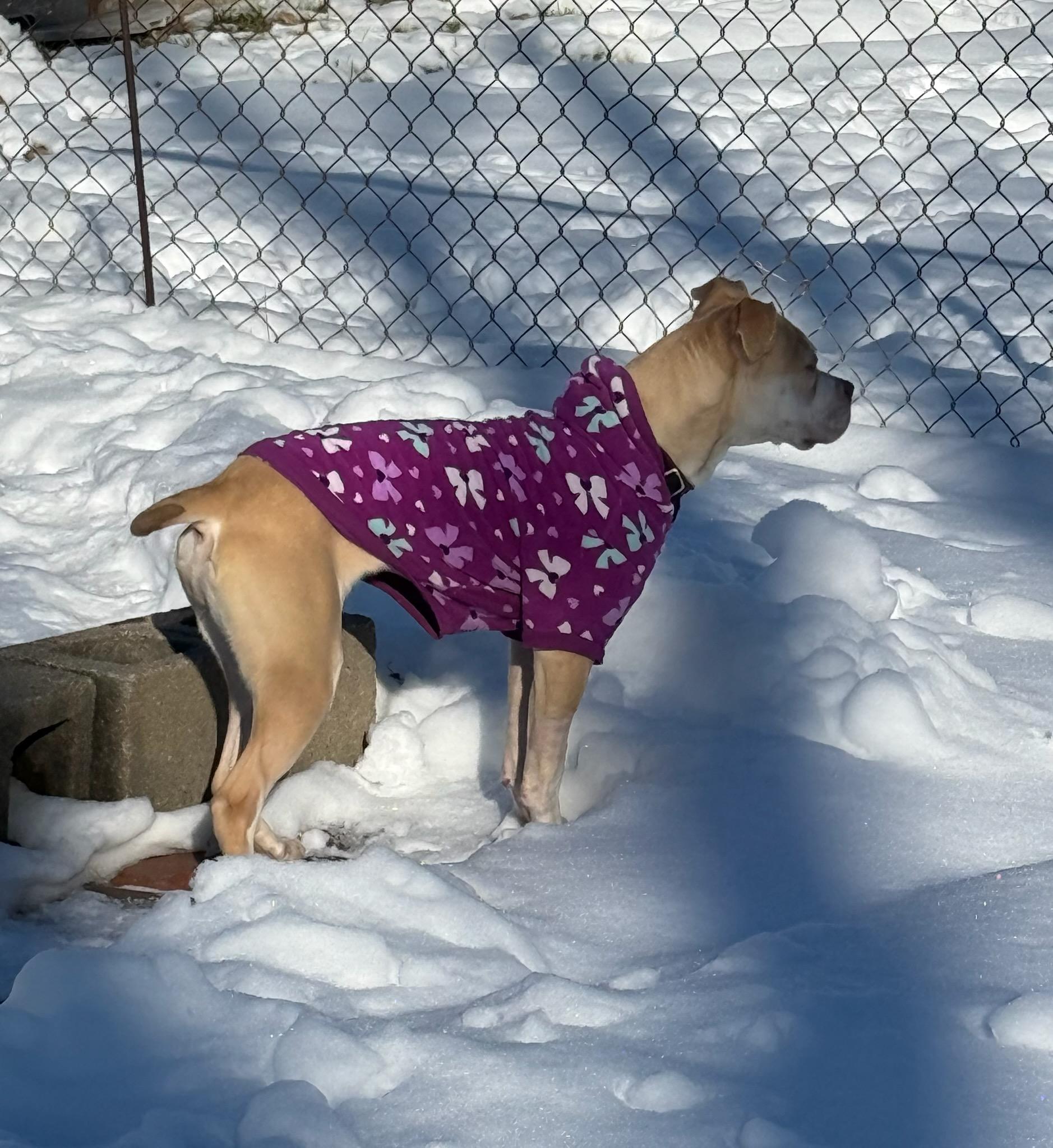 Enlarge Emilia, a Adoptable mixed breed in Parkville, MO image 4/5