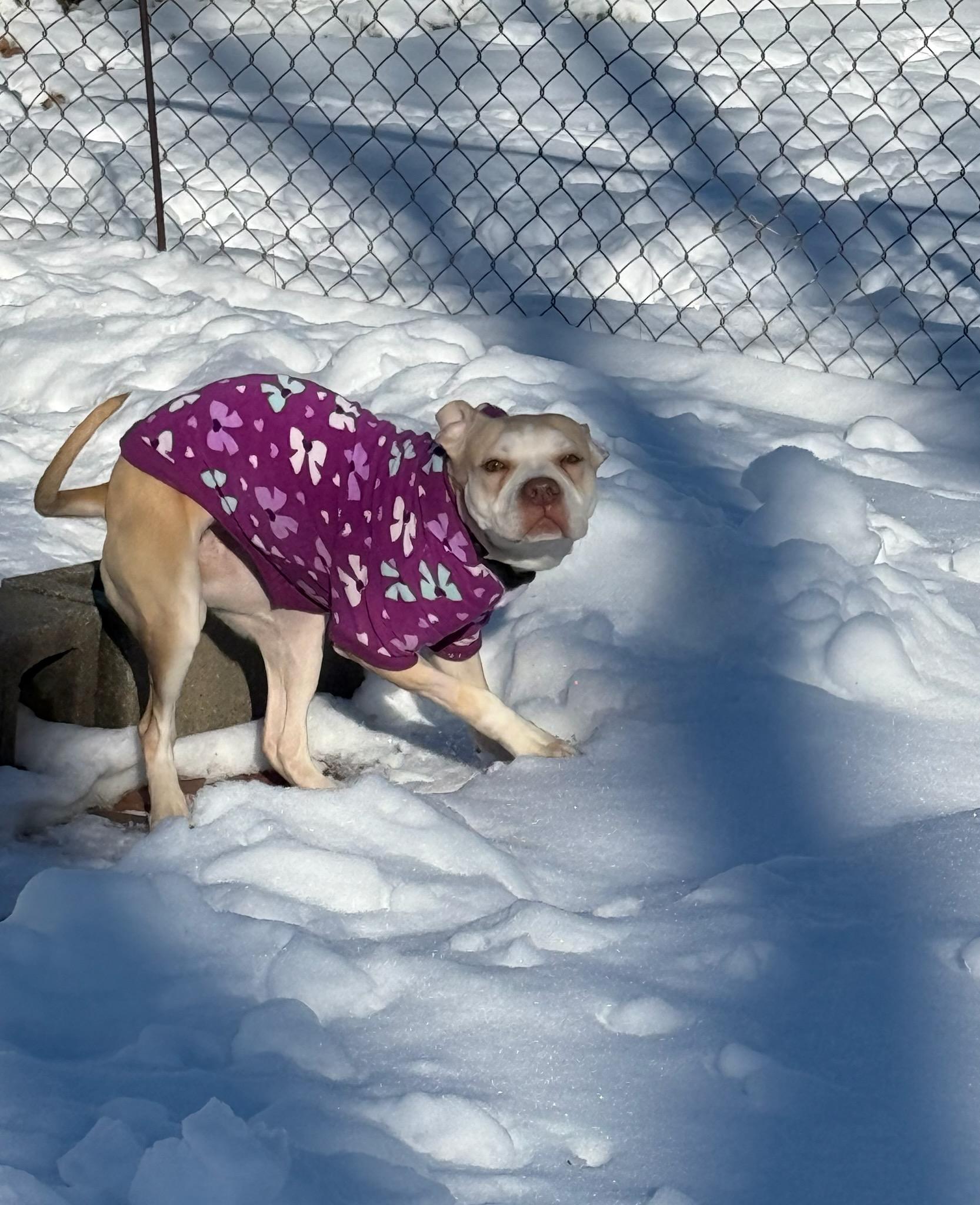 Enlarge Emilia, a Adoptable mixed breed in Parkville, MO image 5/5