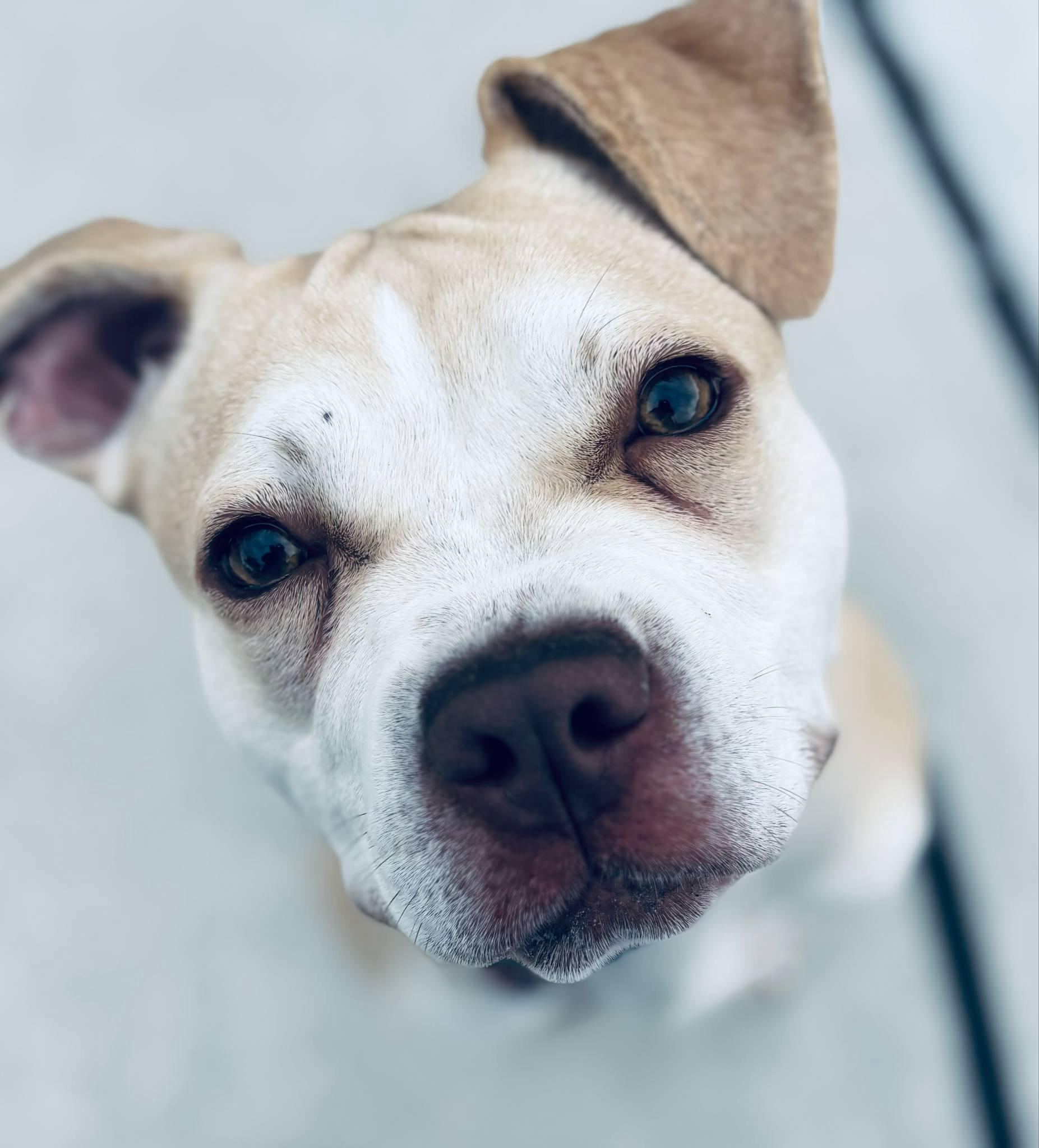 Enlarge Emilia, a Adoptable mixed breed in Parkville, MO image 2/5