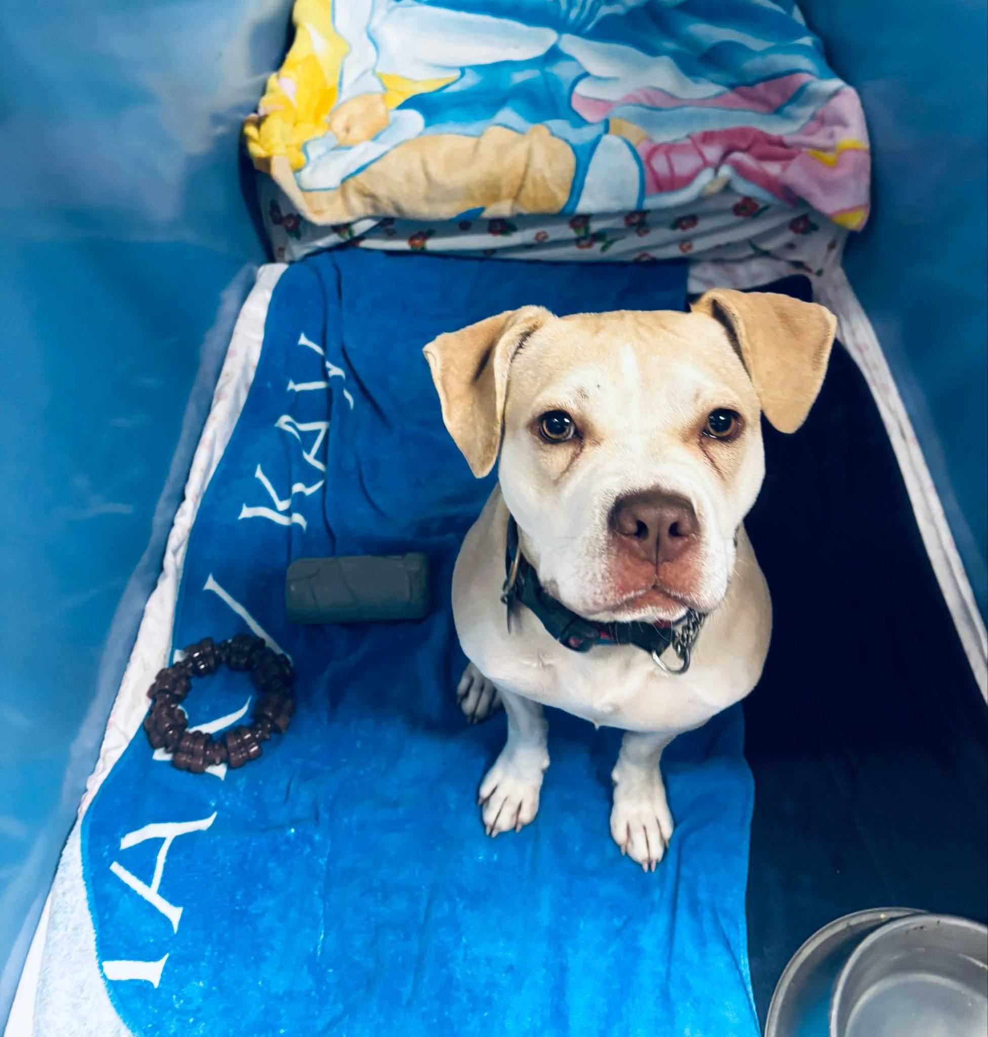 Enlarge Emilia, a Adoptable mixed breed in Parkville, MO image 3/5