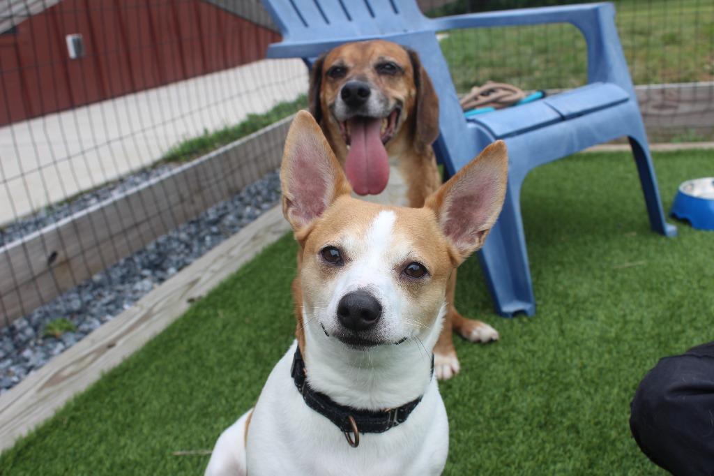 Corky, a ADOPTABLE mixed breed in Chestertown, MD image 4/4