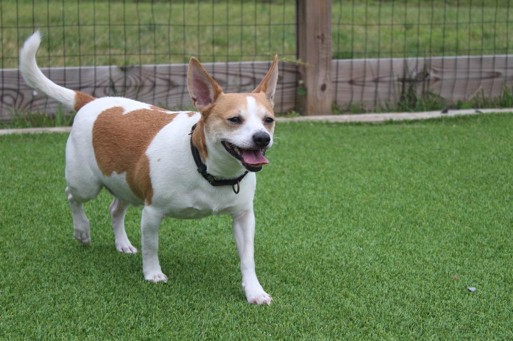 Corky, a ADOPTABLE mixed breed in Chestertown, MD image 2/4