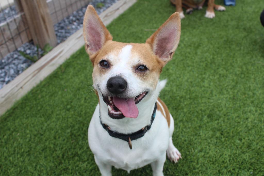 Corky, ADOPTABLE, Adult Male Fox Terrier.