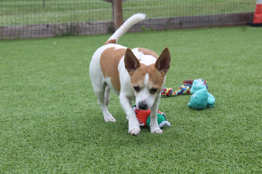 Corky, a ADOPTABLE mixed breed in Chestertown, MD image 3/4