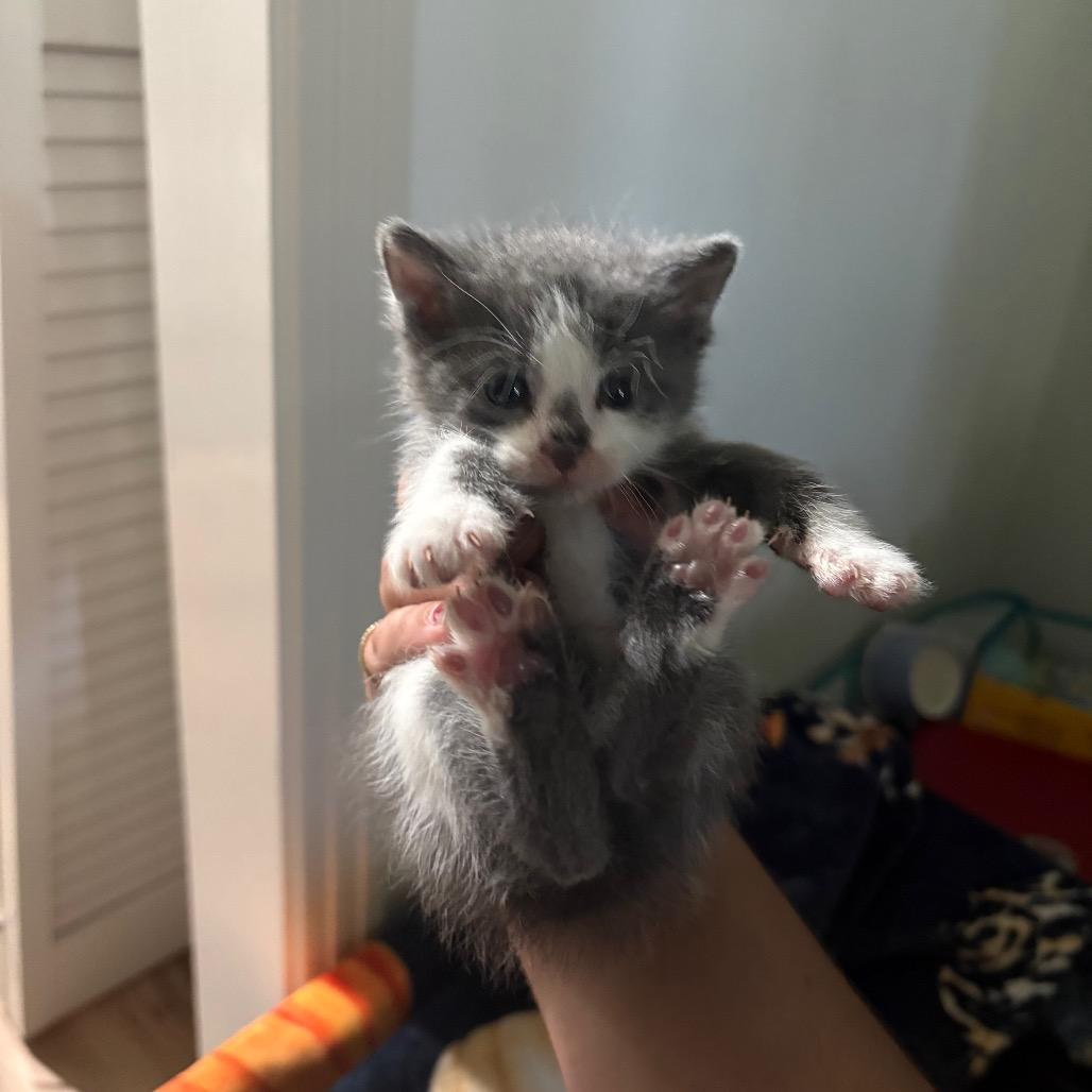 Enlarge Cloud, a Adoptable Domestic Short Hair in Clarksville, TN image 2/6
