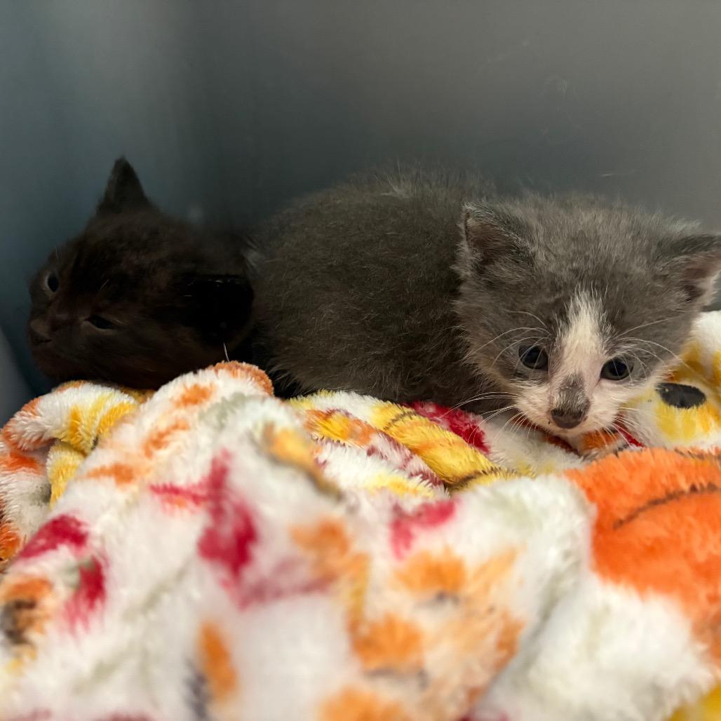 Enlarge Cloud, a Adoptable Domestic Short Hair in Clarksville, TN image 3/6