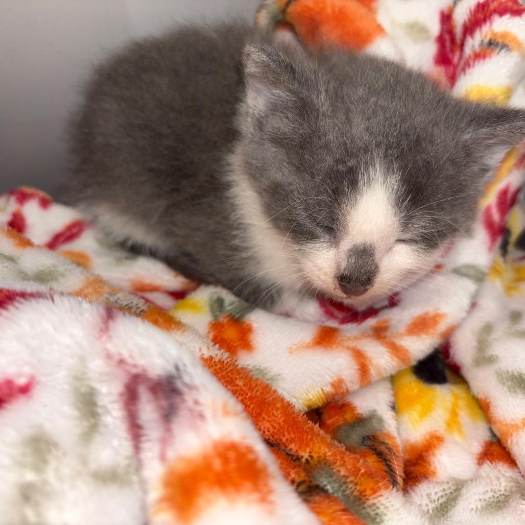 Enlarge Cloud, a Adoptable Domestic Short Hair in Clarksville, TN image 4/6