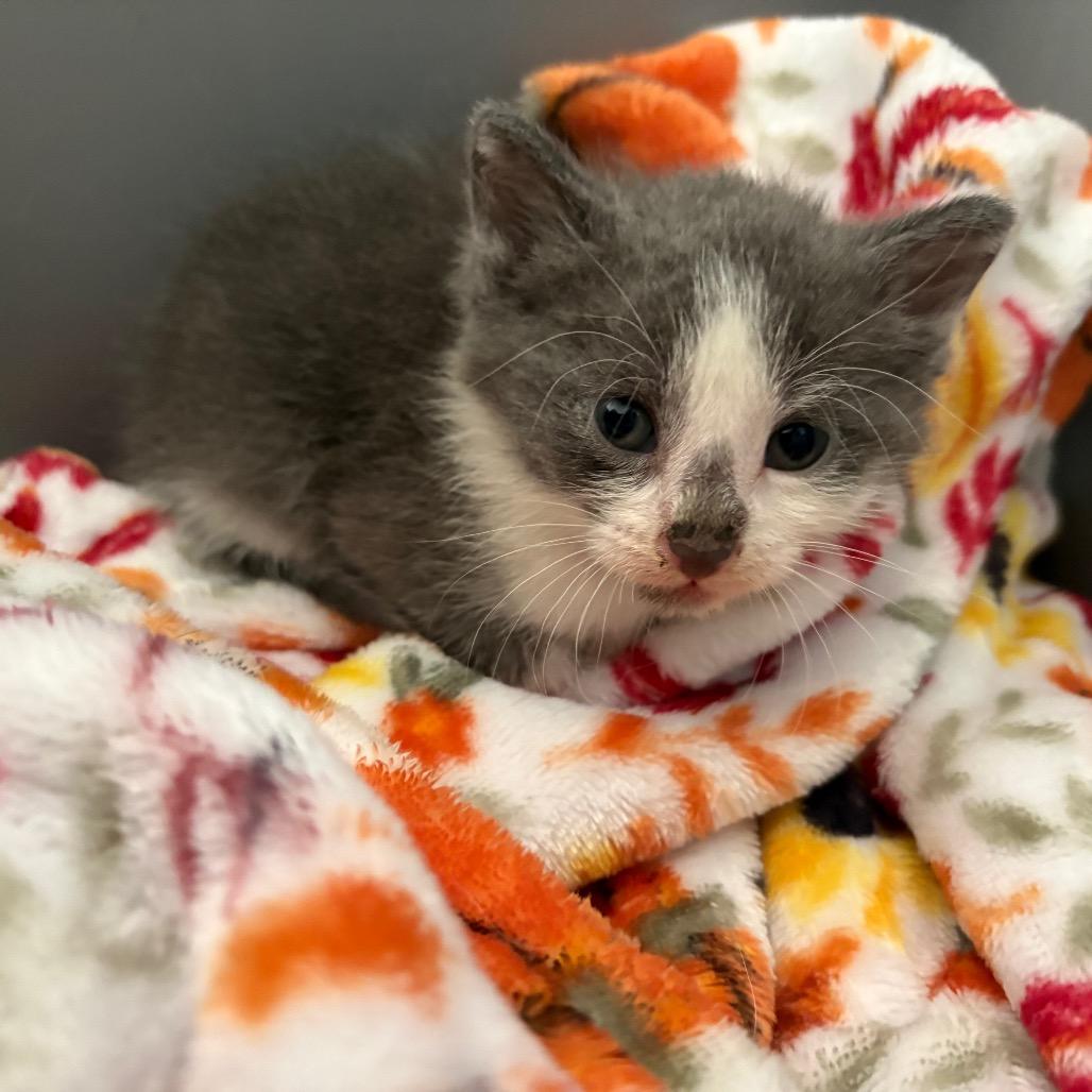 Enlarge Cloud, a Adoptable Domestic Short Hair in Clarksville, TN image 5/6