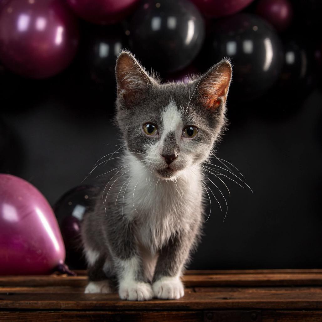 Enlarge Cloud, a Adoptable Domestic Short Hair in Clarksville, TN image 5/6