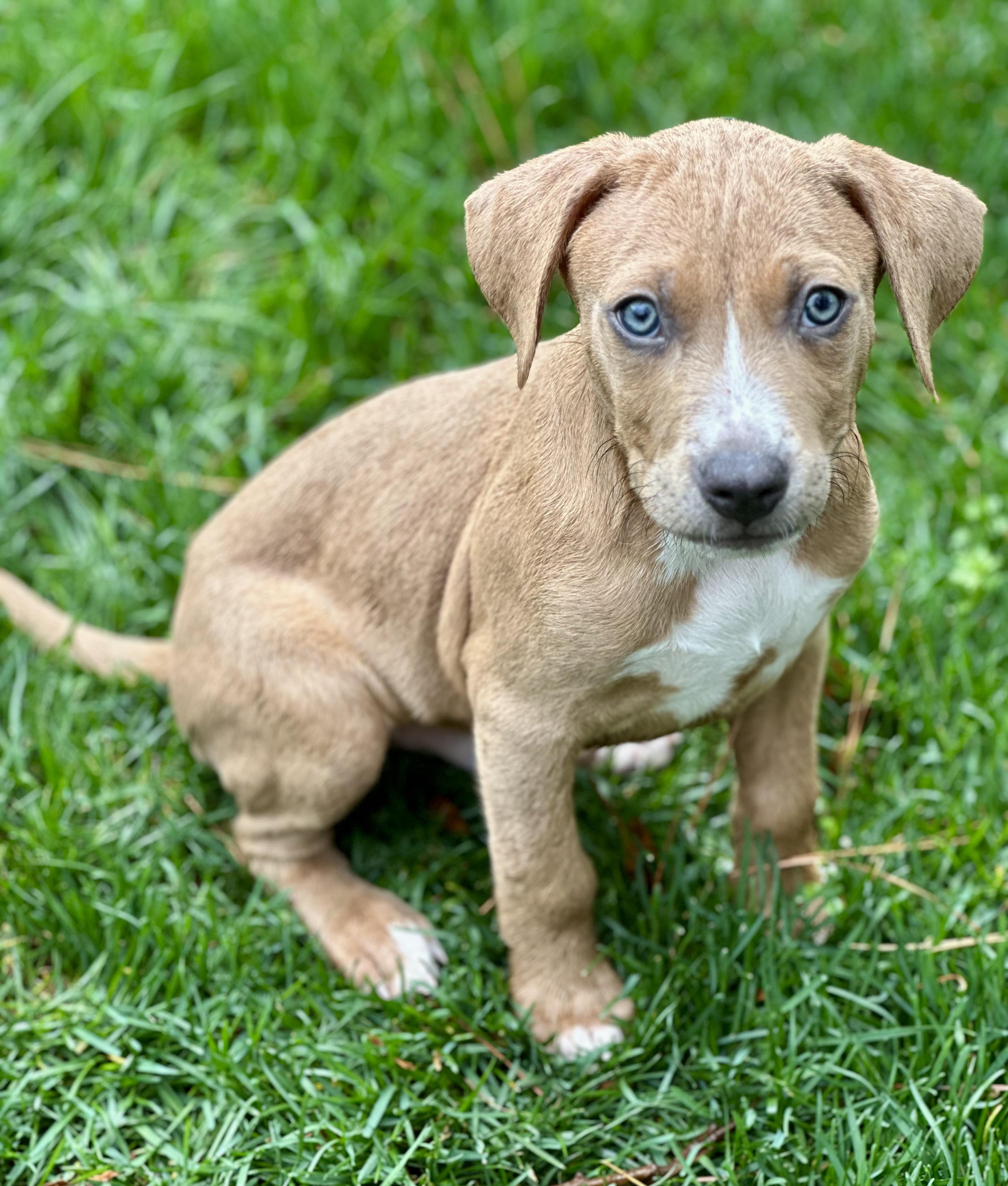 McAvoy , adopted, Puppy Male Boxer.