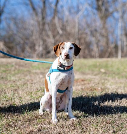 Tonks, Adoptable, Adult Female Treeing Walker Coonhound & Italian Greyhound.