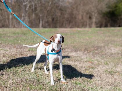 Tonks, Adoptable, Adult Female Treeing Walker Coonhound & Italian Greyhound.