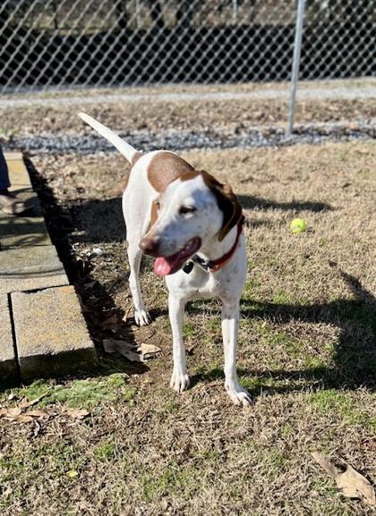 Enlarge Tonks, a Adoptable mixed breed in Dahlonega, GA image 2/3