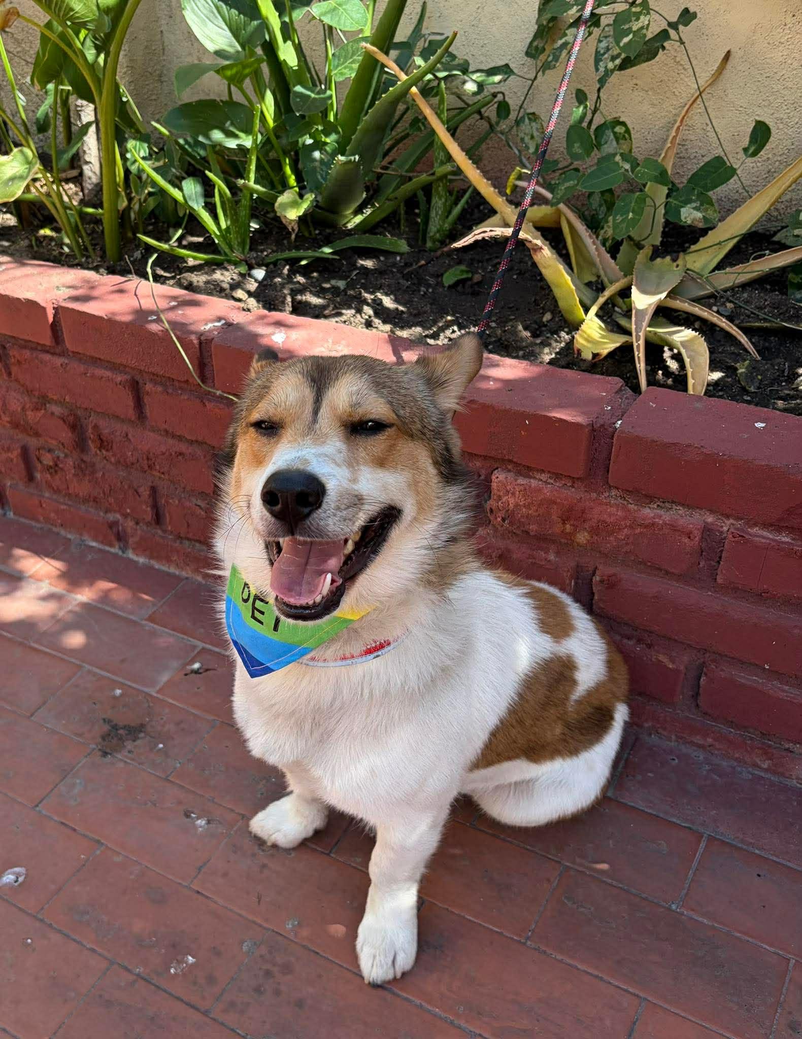 Enlarge Tobby, an adopted mixed breed in Carlsbad, CA image 2/6