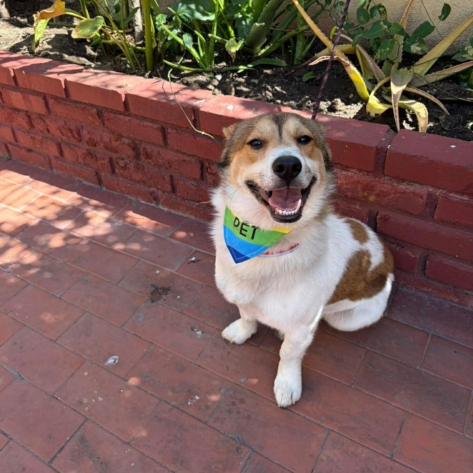 Enlarge Tobby, an adopted mixed breed in Carlsbad, CA image 3/6