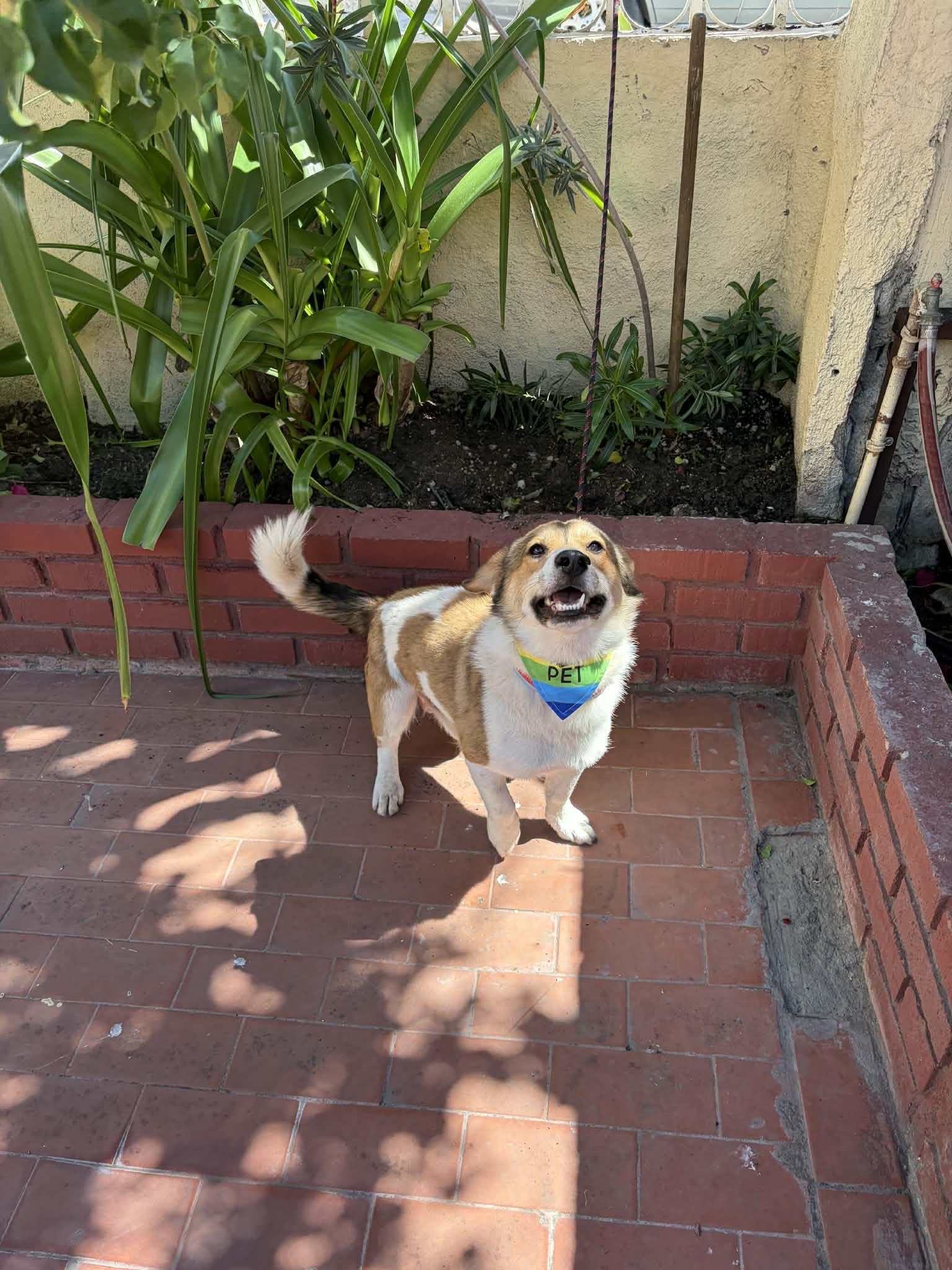 Enlarge Tobby, an adopted mixed breed in Carlsbad, CA image 6/6