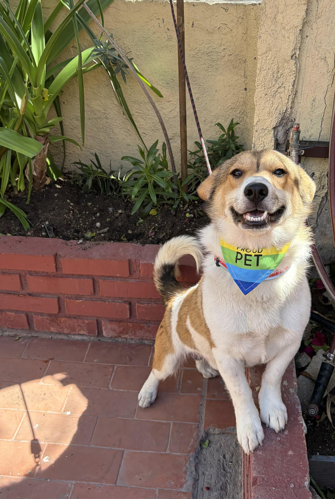 Enlarge Tobby, an adopted mixed breed in Carlsbad, CA image 5/6