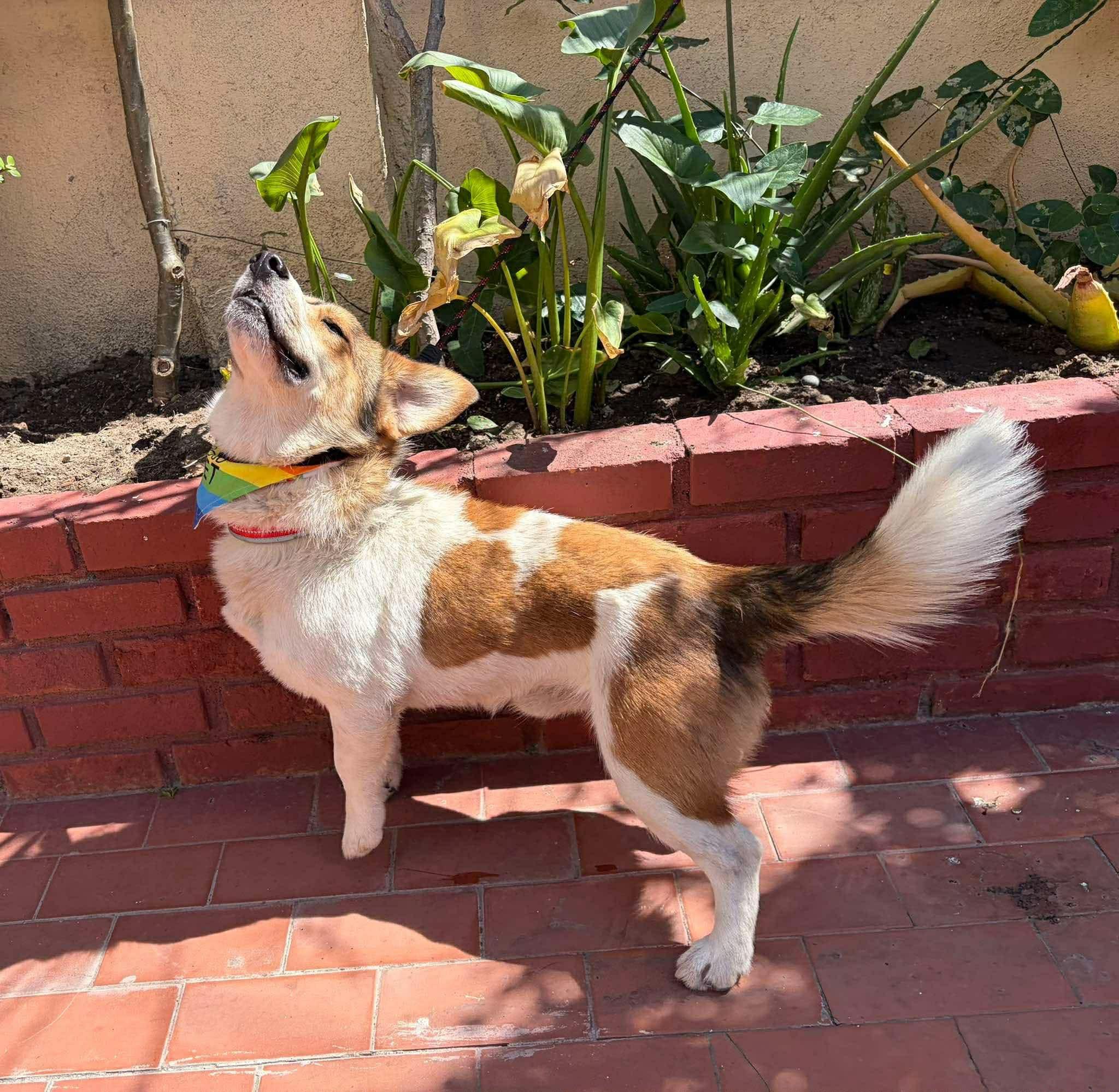 Tobby, adopted, Young Male Corgi.