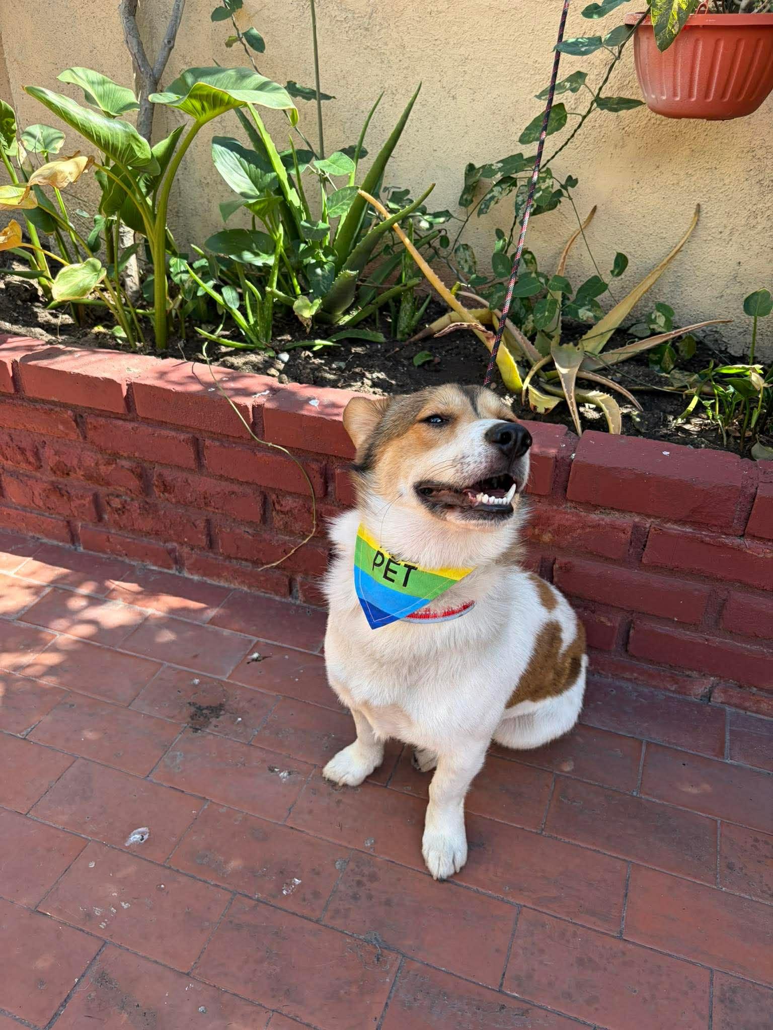 Enlarge Tobby, an adopted mixed breed in Carlsbad, CA image 4/6