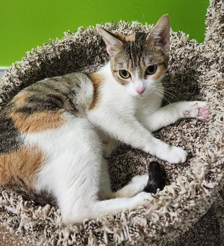 Takoyaki, Adoptable, Adult Female Domestic Short Hair.