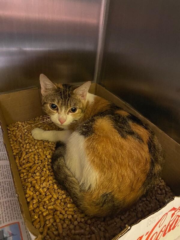 Enlarge Takoyaki, a Adoptable Domestic Short Hair in Jackson, TN image 2/6