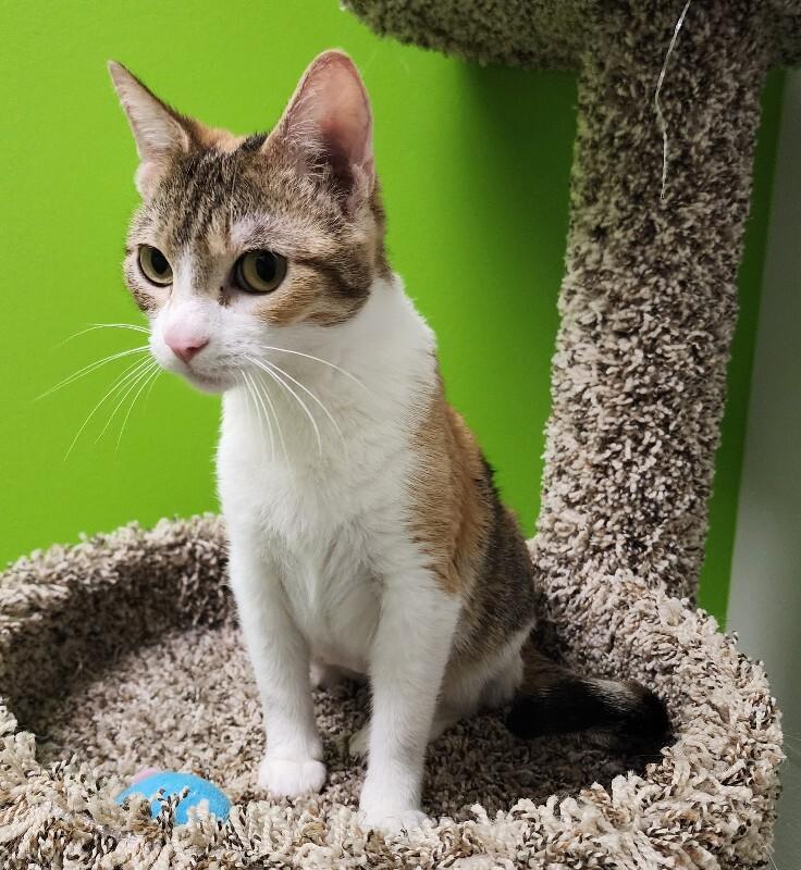 Enlarge Takoyaki, a Adoptable Domestic Short Hair in Jackson, TN image 3/6