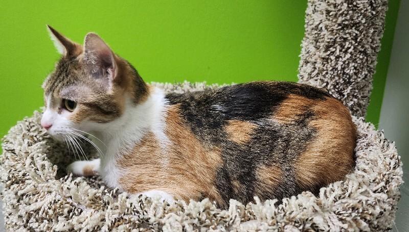 Enlarge Takoyaki, a Adoptable Domestic Short Hair in Jackson, TN image 4/6