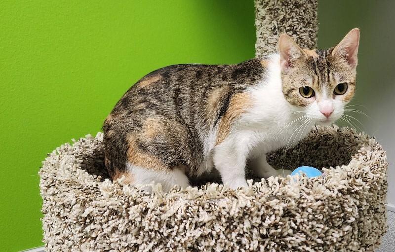 Enlarge Takoyaki, a Adoptable Domestic Short Hair in Jackson, TN image 5/6