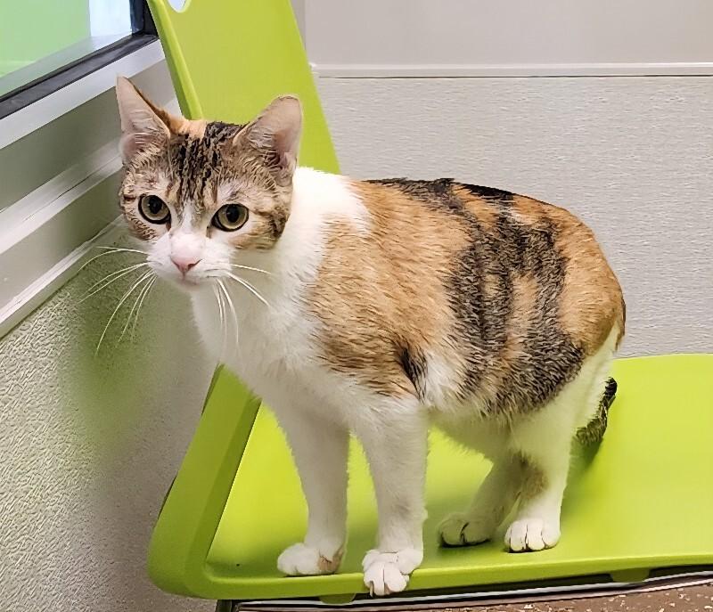 Enlarge Takoyaki, a Adoptable Domestic Short Hair in Jackson, TN image 6/6