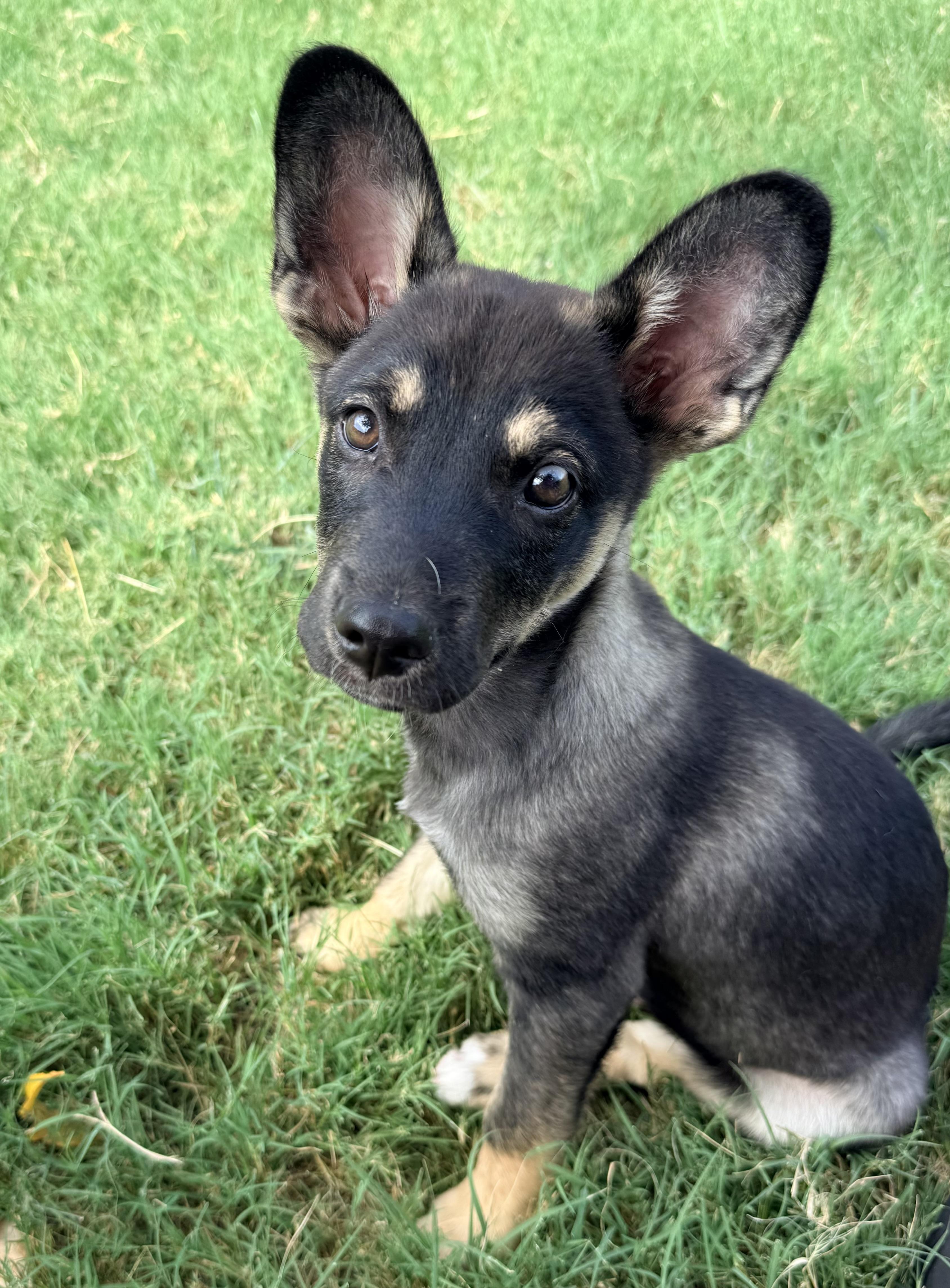 Enlarge Mars, a Adoptable mixed breed in Dallas, TX image 1/4
