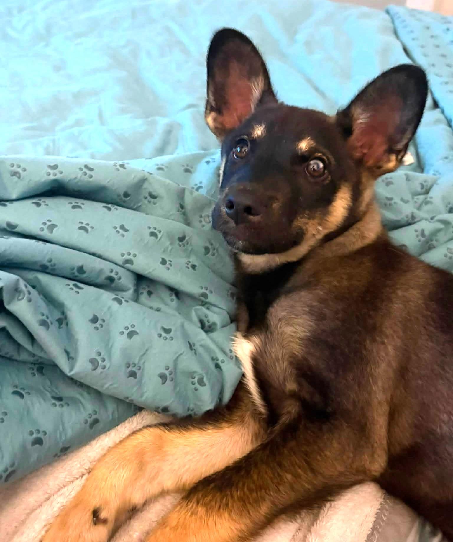 Enlarge Mars, a Adoptable mixed breed in Dallas, TX image 4/4