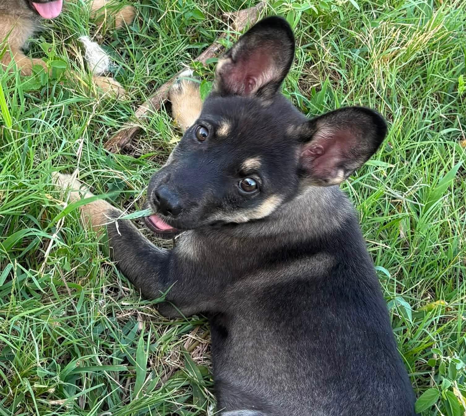 Enlarge Mars, a Adoptable mixed breed in Dallas, TX image 2/4